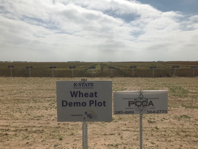 2020 Wheat Plot 1